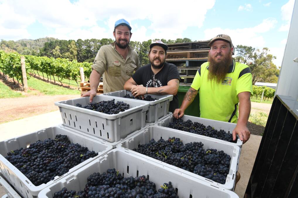 GREAT EXPECTATIONS: De Salis Wines' Ben Svenson, Hugh Piper and Henri Hesbois with some of the first fruit off the vines. Photo: JUDE KEOGH