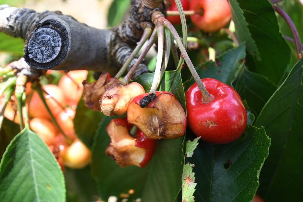 BAT PROBLEM: Damaged fruit at Guy Gaeta's orchard. Photo: JUDE KEOGH