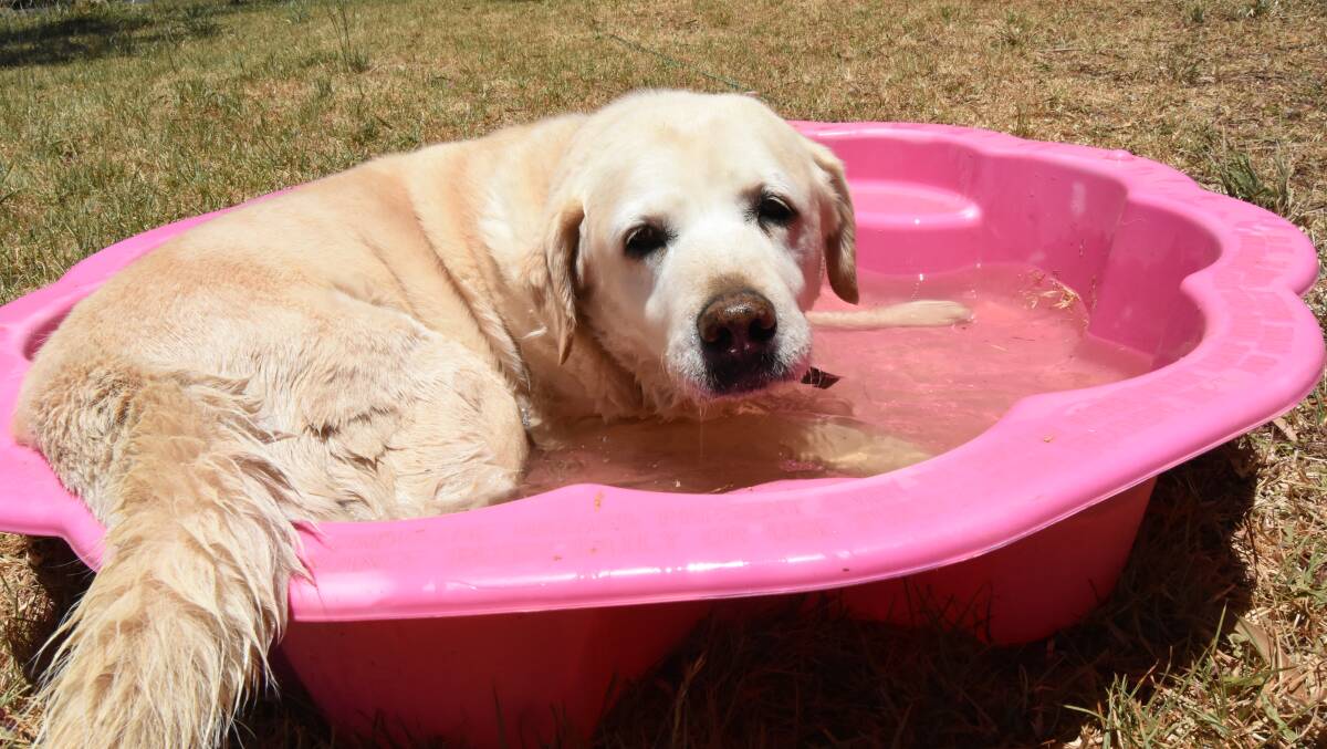 COOLING OFF: Muffin the Labrador sitting in a clam of water to escape the heat. Photo: MARK LOGAN. 