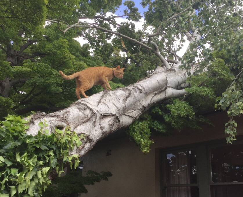 CHECK IT OUT: Ziggy the cat inspects the damage at his Woodward Street home. Photo: SUPPLIED. 
