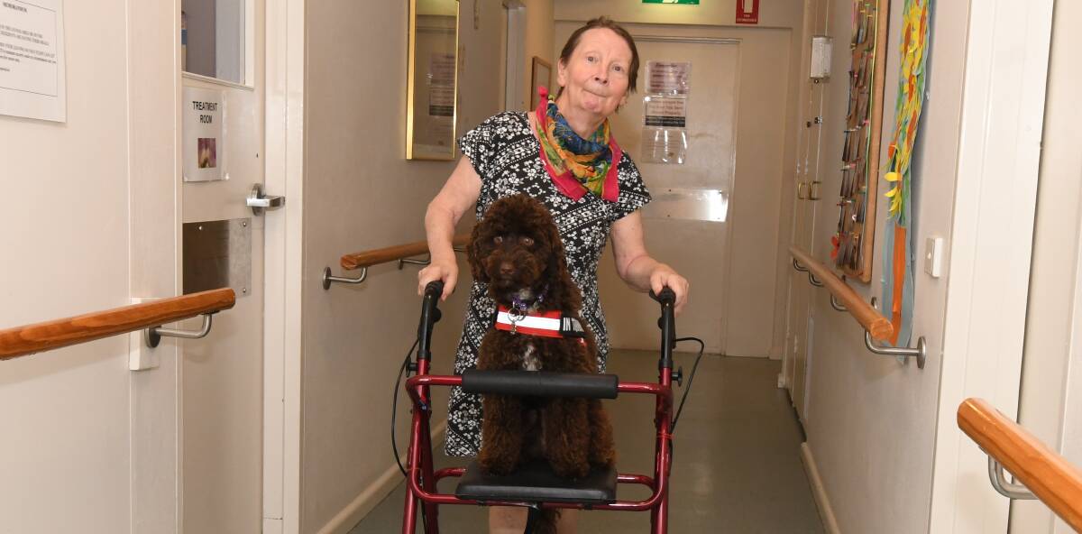 SPECIAL WORKER: Suzie Selwood with Lottie the therapy dog in training at St Francis aged care. Photo: JUDE KEOGH 0315jkstfrancis1