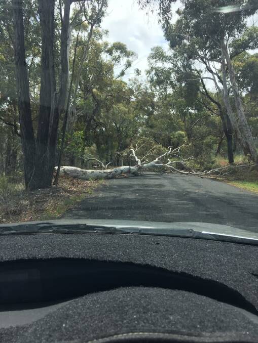 BLOCKED: A tree down on Cullya Road near Clergate. Photo: ROWENA ANDREWS