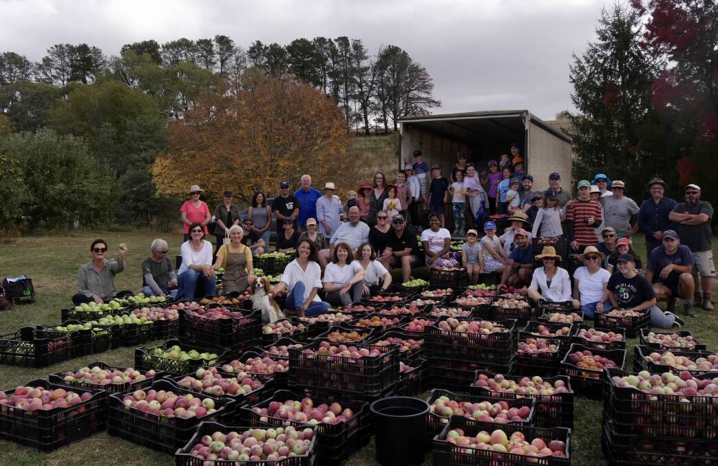 APPLES FOR DAYS: The haul from the 60-something volunteers at Mayfarm Flowers last weekend, who picked apples for a great cause. Photo: SUPLLIED