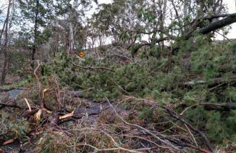 CARNAGE: Four Mile Creek Road has over 100 trees down across it after Friday's freak storm brought gusts of over 70km/h. Photo: ORANGE SES