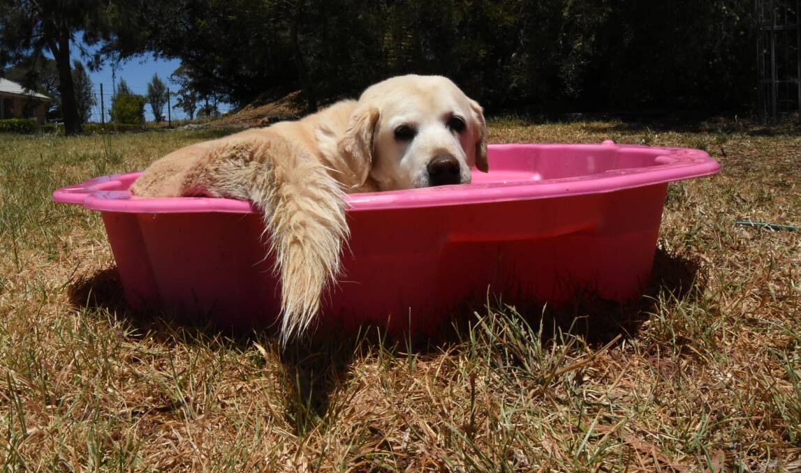 COOLING OFF: Muffin the Labrador sitting in a clam of water to escape the heat, which will ramp up later this week. Photo: MARK LOGAN. 
