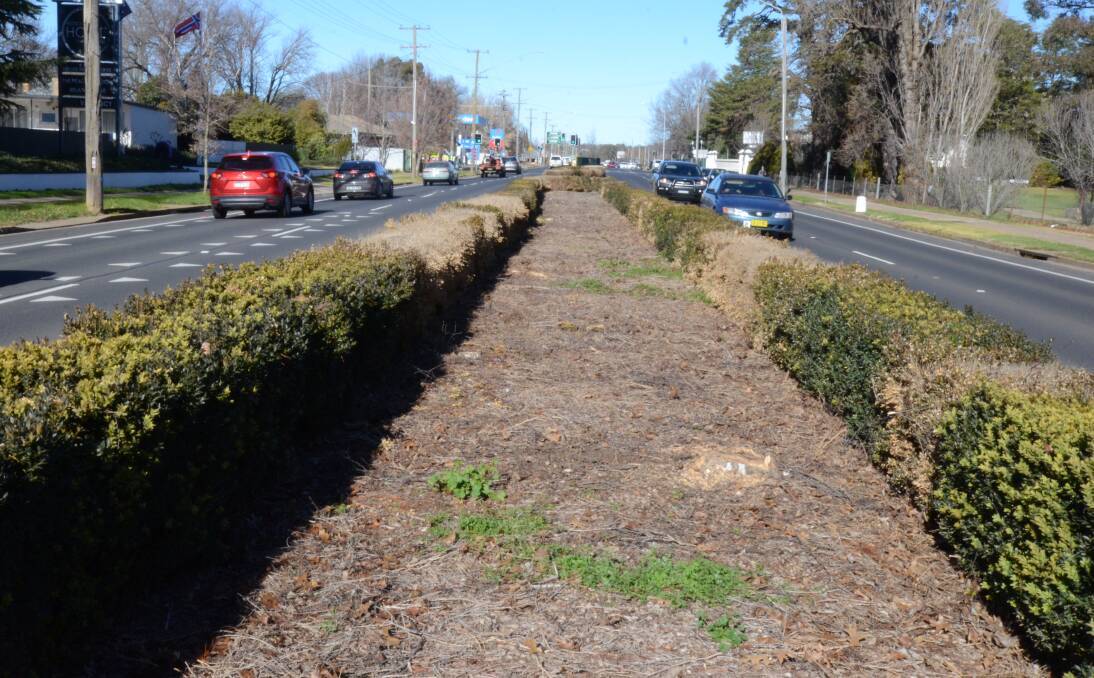 MAKEOVER TIME: The now-empty median strip along Woodward Street, with drought-affected hedges. Photo: JUDE KEOGH