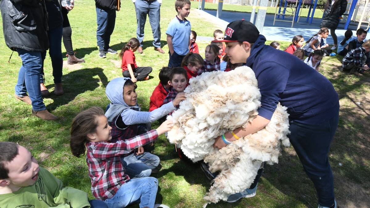 Sheep shearing at Bowen Public School on Thursday. Photo: JUDE KEOGH. 