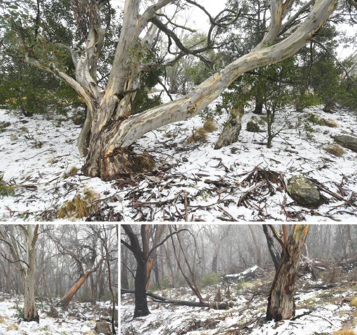 IT'S SNOWTIME: The white stuff was coating Mount Canobolas in snow on Monday after three consecutive days of freezing temperatures. Photo: CARLA FREEDMAN. 