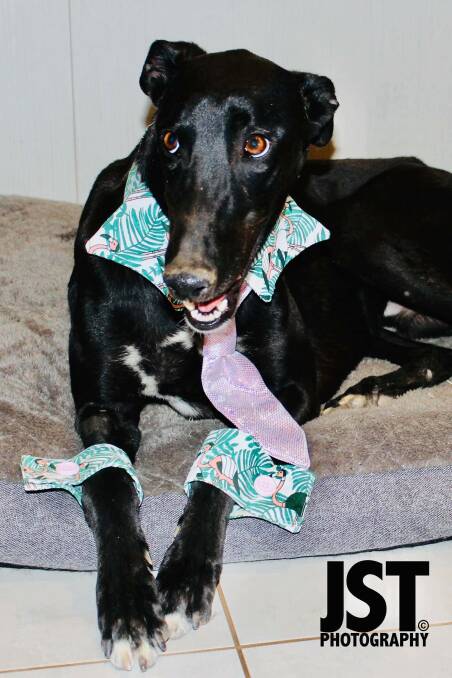 GENTLEMAN: Gotcha is dressed to the nines and looking for his forever home. Photo: JST PHOTOGRAPHY