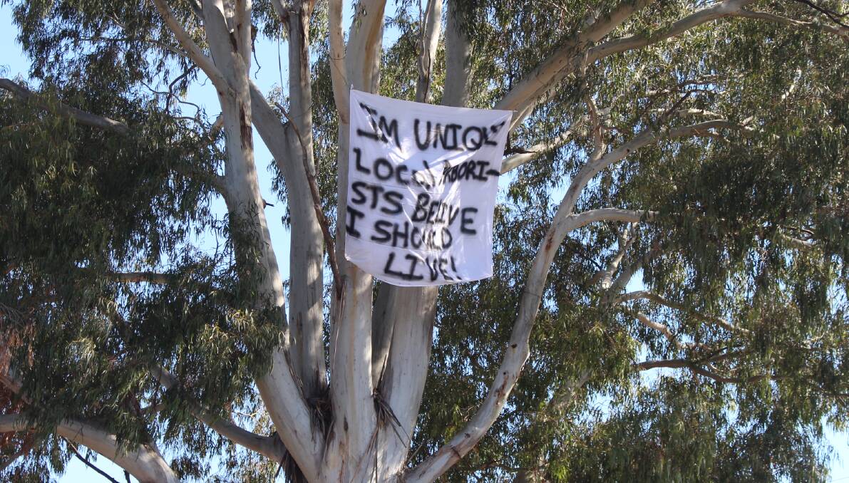 PROTEST: The banner placed in the 25-metre tree above Canobolas Family Vet Hospital on Thursday protesting the tree's proposed removal. Photo: MAX STAINKAMPH