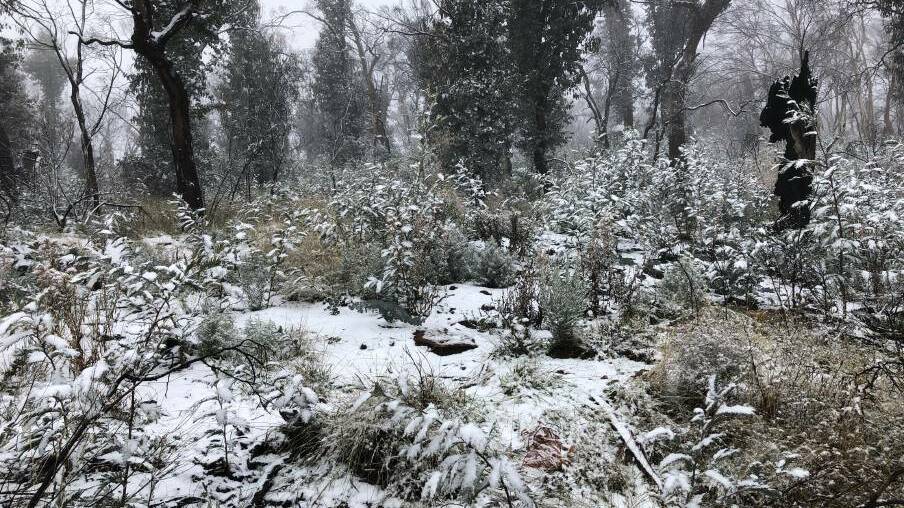 SNOW RETURNS: Snow falling on Mount Canobolas in 2019. Photo: SUPPLIED. 
