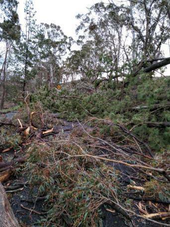 TREES DOWN: Over 100 trees came down on Four Mile Creek road on Friday afternoon. Photo: SES NSW