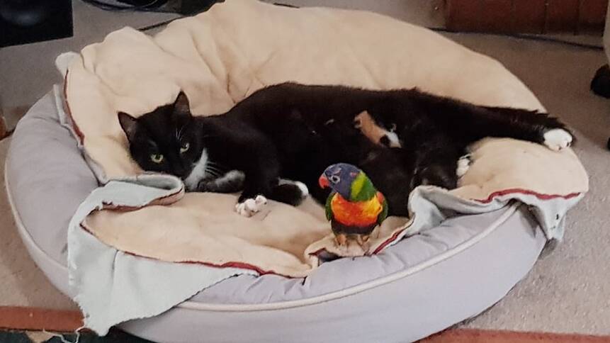 HAVIN' A SNOOZE: Stormy loafing about with a friendly Lorikeet. Photo: SUPPLIED. 