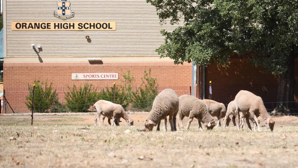 BRAIN FOOD: Some of Orange High School's woolly friends grazing on the oval on Saturday. Photo: CARLA FREEDMAN. 