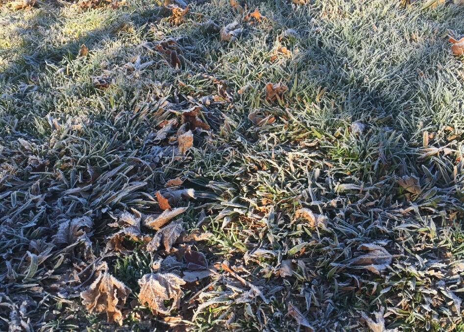 STAY FROSTY: Orange recorded its coldest night of the year on Thursday night, reaching minus five degrees. 
