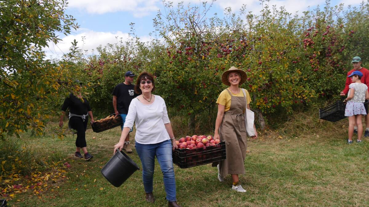 Picking apples at Mayfarm Flowers for St Vincent de Paul on Easter Monday. Photos: SUPPLIED