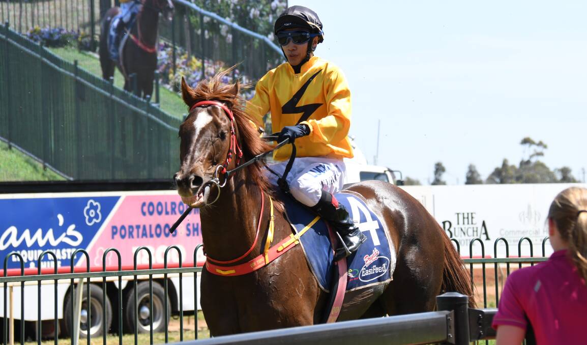 ONE OF MANY: Escebee is one of the two horses from the stable of Mudgee trainer Mark Milton which have nominated at Towac Park. 
