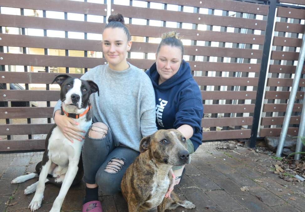 PUPS ON THE LOOSE: Charlie Holland with her sister Rachel Rae and their dogs Reggie and Lucky, who they say have been let out of their backyard. Photo: JUDE KEOGH