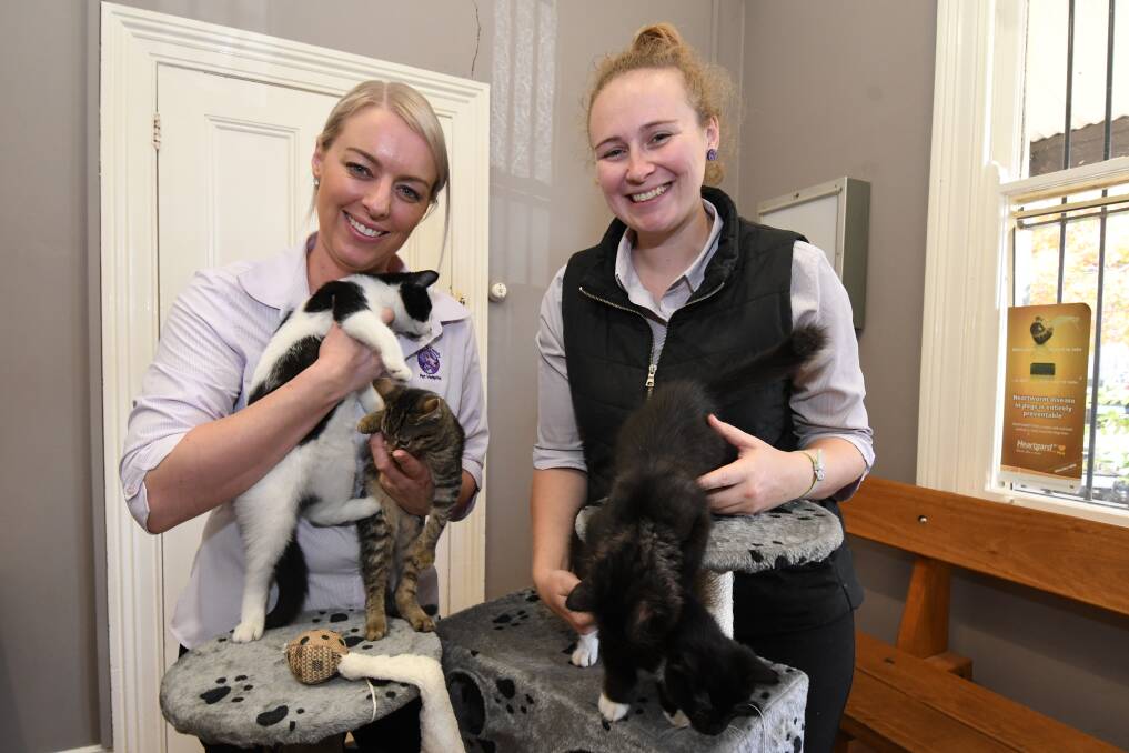 HERDING CATS: Canobolas Vet Hospital's Cass Scurrah and Lauren Slater with several of the hospitals' cats. Photo: JUDE KEOGH