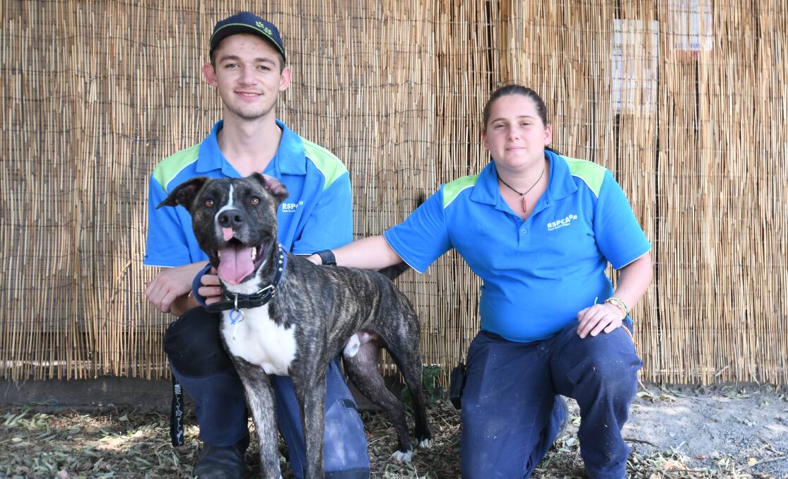 LOOKING FOR A HOME: Boss-man with the RSPCA's Keegan Payne and Danielle Pearson. Photo: CARLA FREEDMAN. 