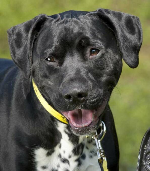 AWW: A Labrador-Dalmation cross. PHOTO: dogstrust.org.uk.