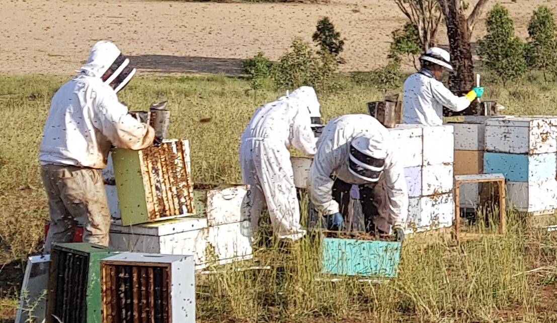 NO HONEY, NO MONEY: The ongoing drought and heatwave conditions have put bees under stress impacting on local producers. Photo: SUPPLIED