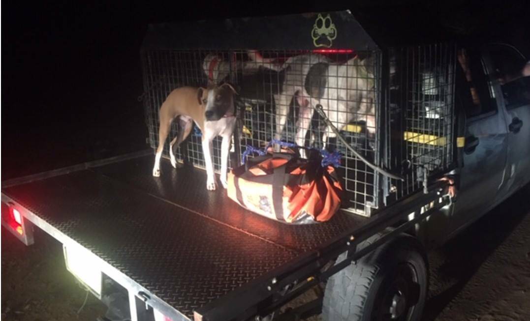 CAUGHT IN ACTION: Central West Police District have fined a driver and his passenger for carrying two unregistered and unidentified dogs and one dog without a micro-chip on the back of their vehicle. Photo: SUPPLIED 