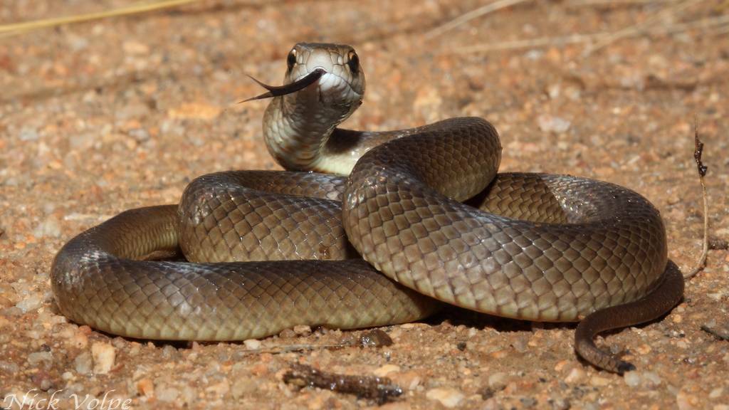 Take care in school holidays: state sounds snakes and spiders alert
