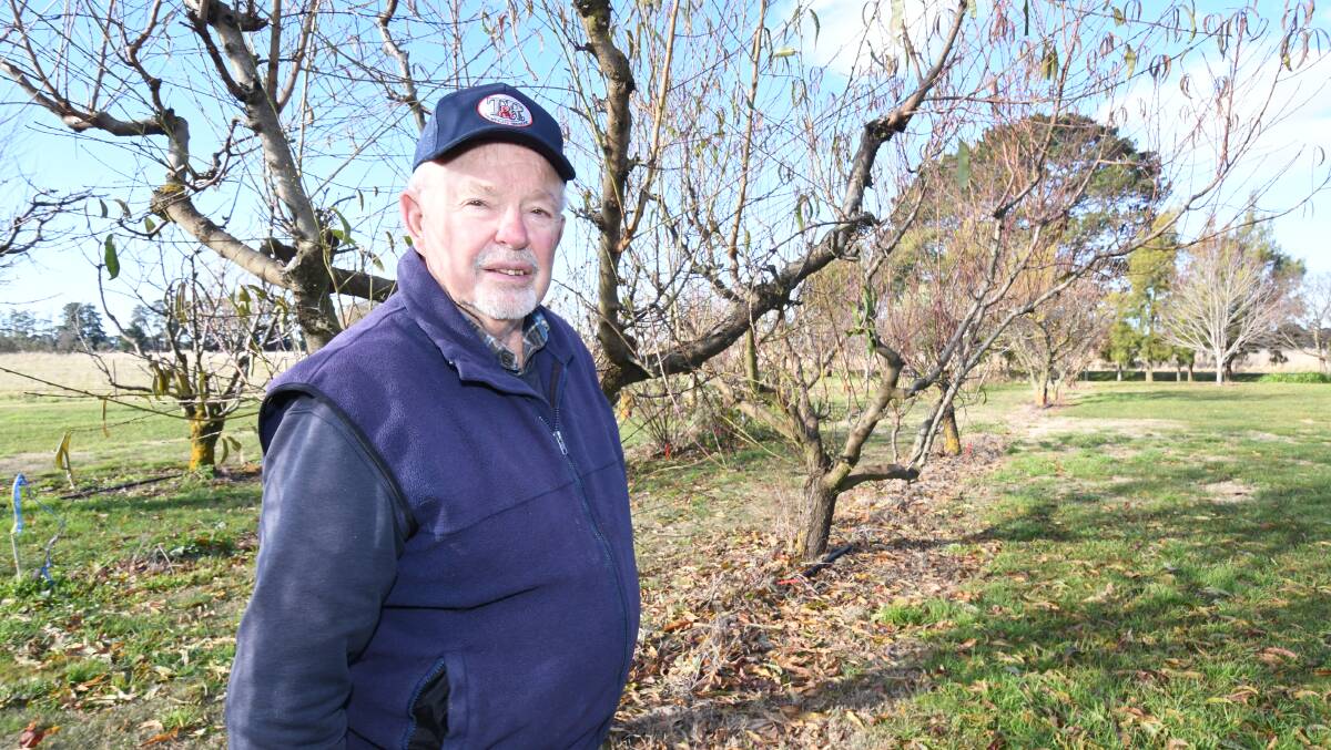 ANNOYED: Bill Trimmer worked at the Department of Agriculture for more than 40 years and was appalled to hear of a proposal to limit pick your own customers at orchards. Photo: JUDE KEOGH.