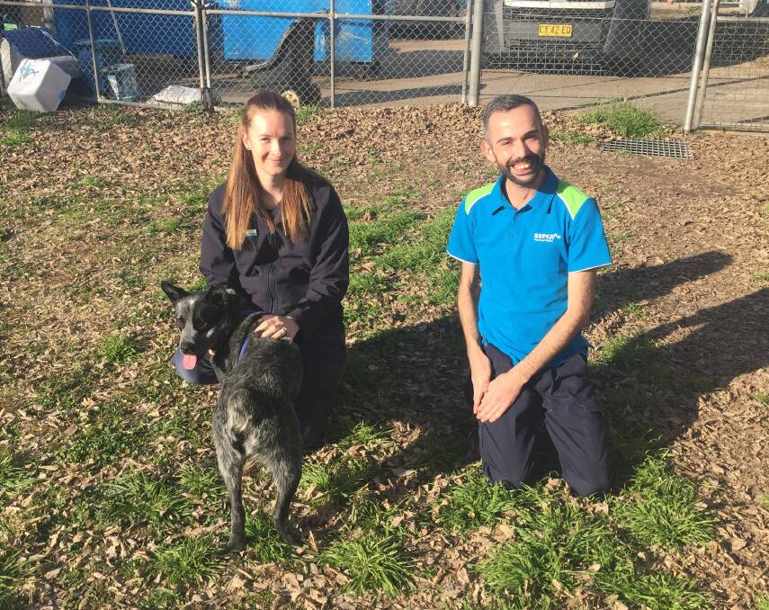 RIGHT DIRECTION: RSPCA Orange shelter manager T'mielle White and David Brisso with Neeko the dog. Photo: RILEY KRAUSE.