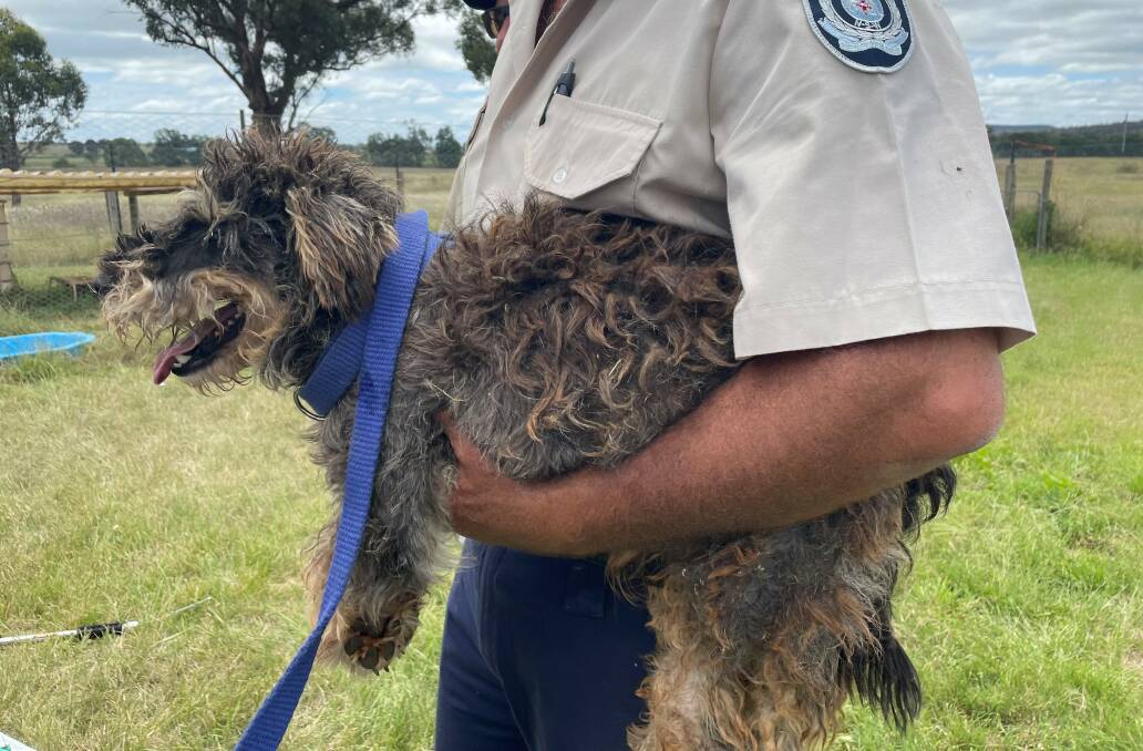 WORRYING: Inspectors seize 79 dogs from breeding establishment. Photo: RSPCA.