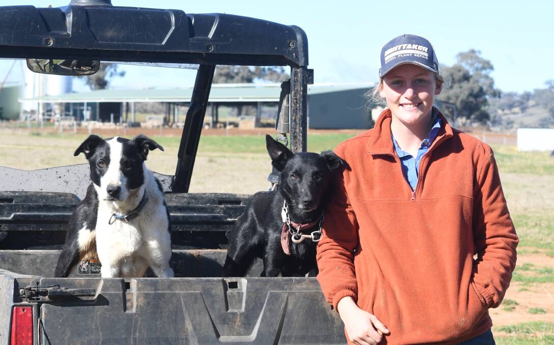 NEW BEGINNINGS: Emus forward Sophie Baker with dogs Bazza and Billy at a sheep farm in-between Cudal and Orange. Photo: JUDE KEOGH.