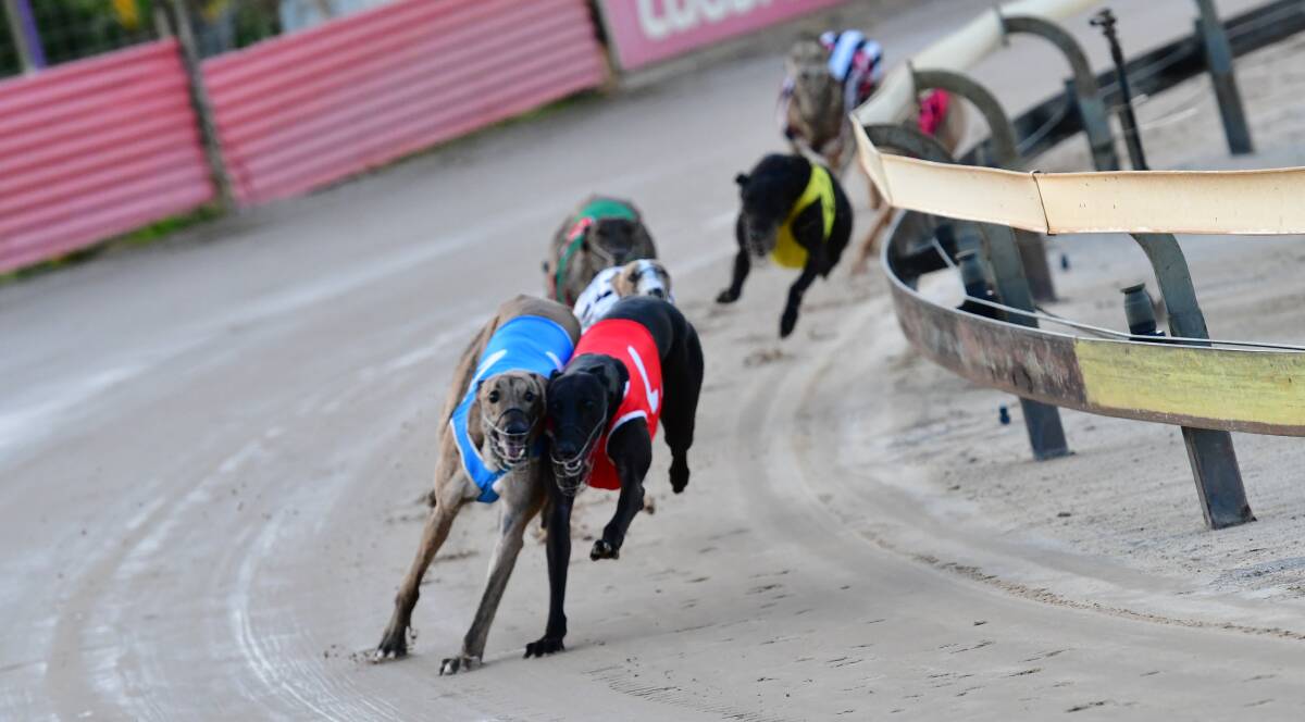 CLASHING TOGETHER: Zipping Brady and Silent Shadow brush heads during Monday's Bathurst RSL Club Stakes at Kennerson Park. Photo: ALEXANDER GRANT