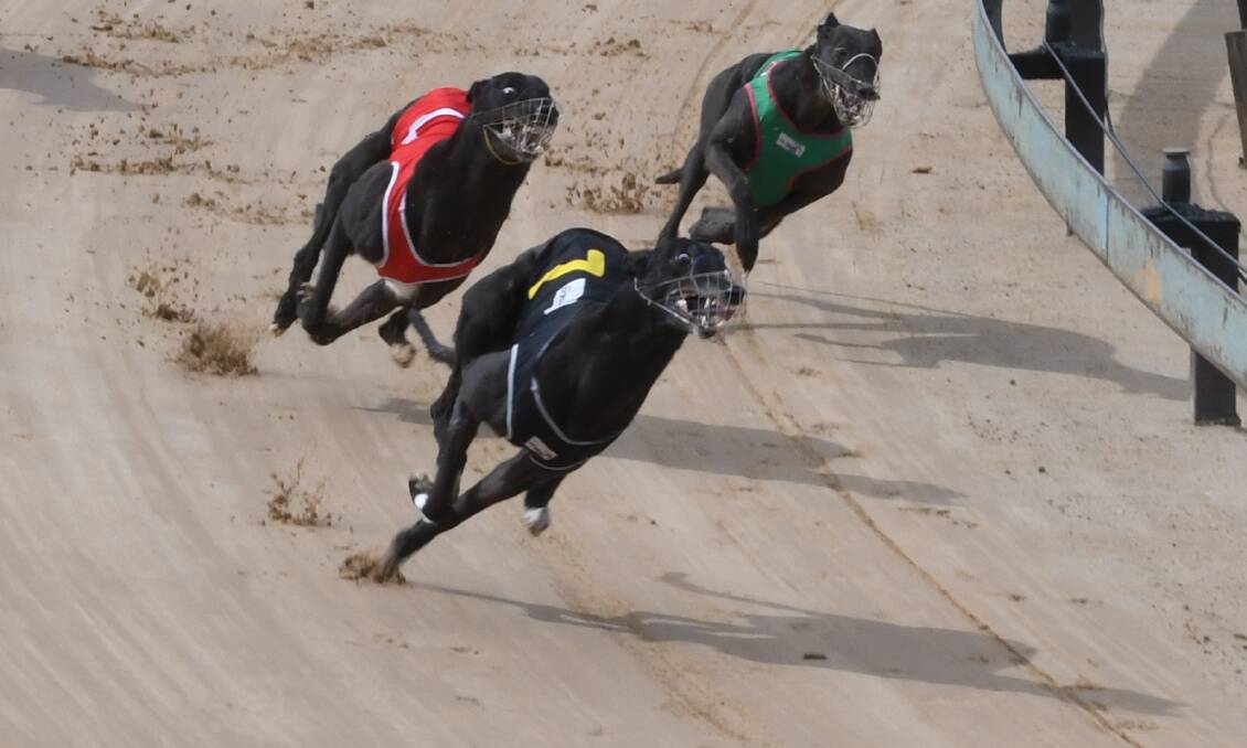 DRIFTING: Nangar Jet leads the field into the home stretch during Monday's Ladbrokes Cash In Stakes (307m) at Kennerson Park. Photo: CHRIS SEABROOK