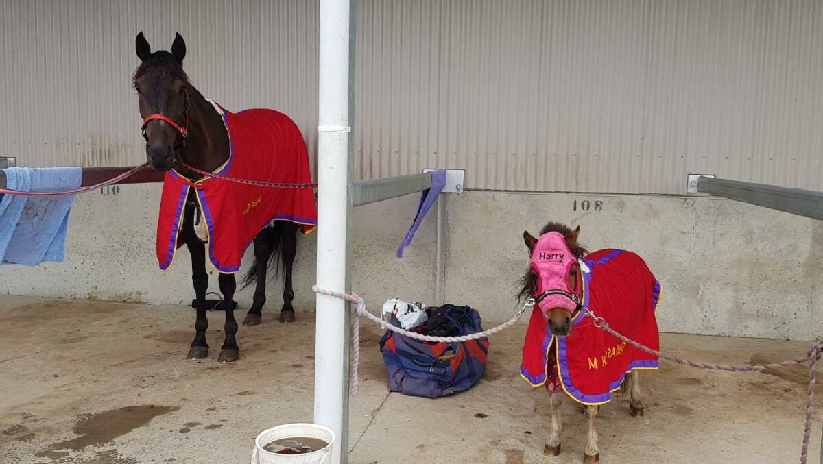 INSEPARABLE: Firehouse won't be travelling to Bathurst on Wednesday evening without best friend Harry by his side. Photo: CONTRIBUTED