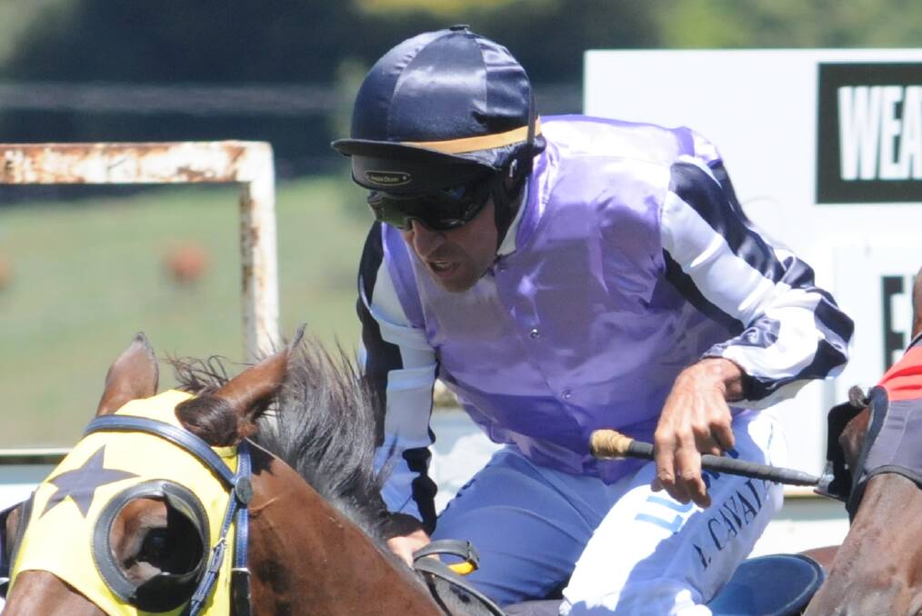WANTING MORE: Anthony Cavallo has the ride again on board Roy McCabe's in-form I Stole Your Love this Friday at Bathurst. McCabe is hopeful his mare can follow up her success on Bathurst Cup day. Photo: JUDE KEOGH
