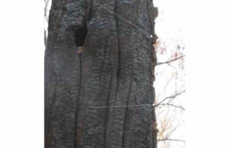 The scarring of the charred tree provided evidence of a lightning strike. Picture: NSW Coroner