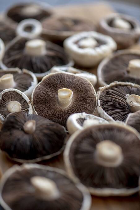 Agaricus mushrooms. Picture: Alison Pouliot.
