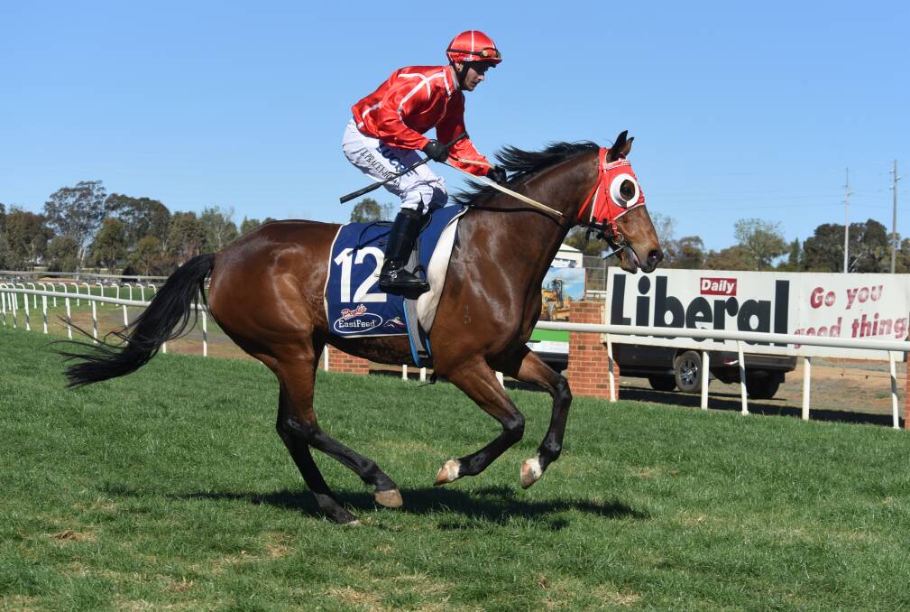 CUP CONTENDER: Prattler, trained by Justin Stanley, was one of 13 nominations received for this weekend's Dandy Cup feature event at Narromine this weekend. Photo: AMY McINTYRE