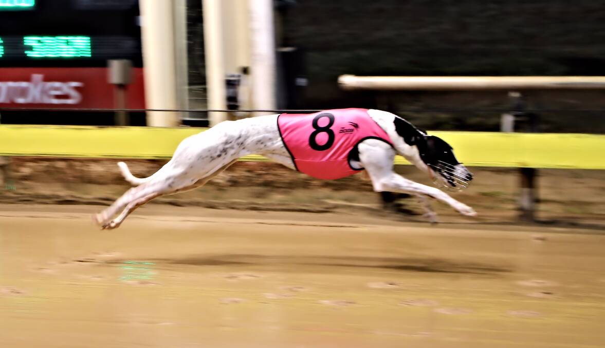 Nangar Gift blitzed Saturday night's final at Dubbo, photos by COFFEE PHOTOGRAPHY
