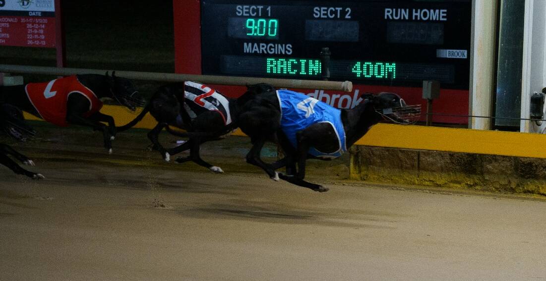 ONE TO WATCH: Zipping Aubry won a feature at Dawson Park last start and will be at the Dubbo track again this weekend. Photo: GRNSW
