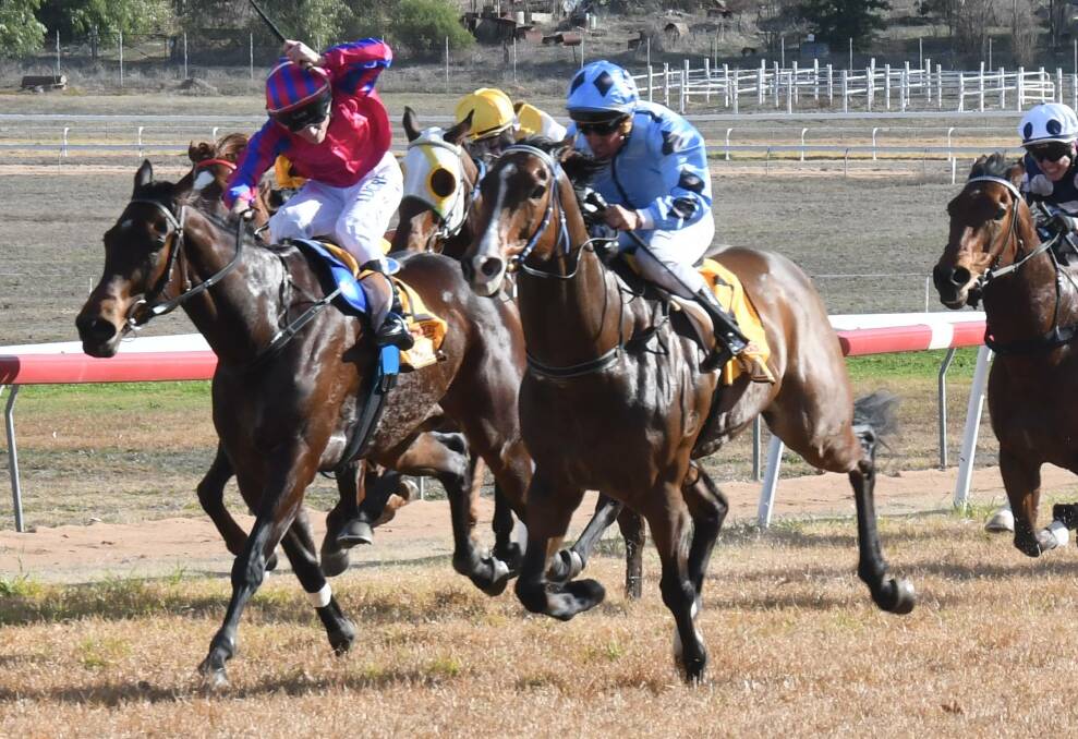 ANOTHER ONE: Molasses, pictured with the blue silks during a win at Wellington earlier this preparation, took out one of the feature events at Warren on Sunday. Photo: NICK GUTHRIE