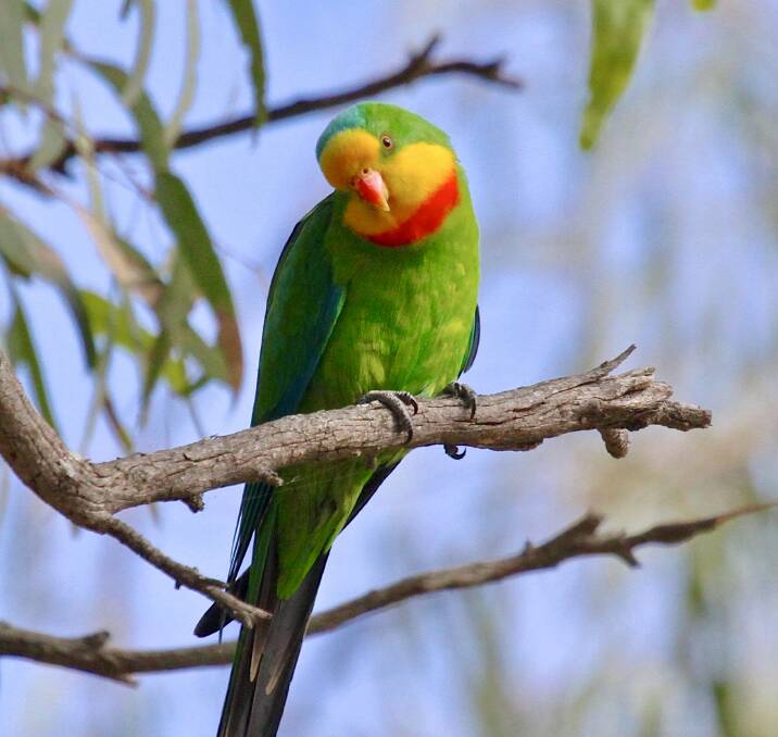 AM I NOT MAGNIFICENT? Superb parrot, November 2015, Deniliquin, NSW.