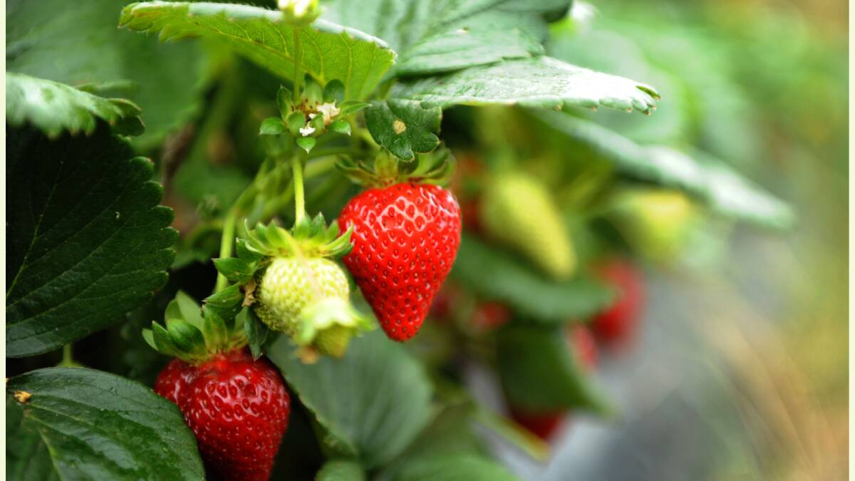 Qld strawberry body labels media reports ‘overblown’