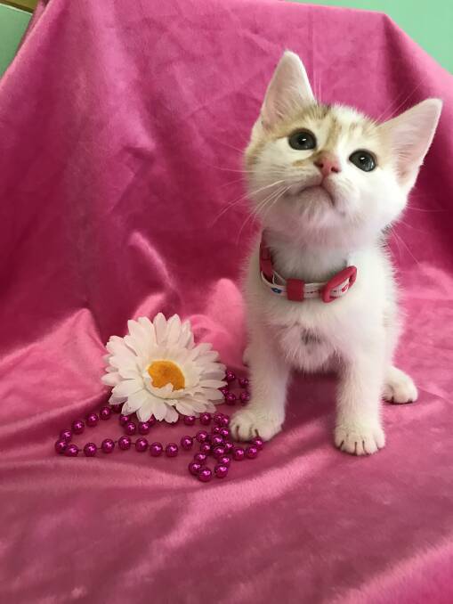 CALLIE KITTEN: This is Callie. Callie is the Orange RSPCA Pet of the Week. Callie could be yours. 