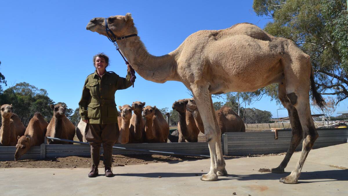 ANZAC LEADER: Nyasa Phillips and Charley the camel at home with the herd in Spring Hill ahead of their first trip to town together this weekend. Photo: Alex Crowe 