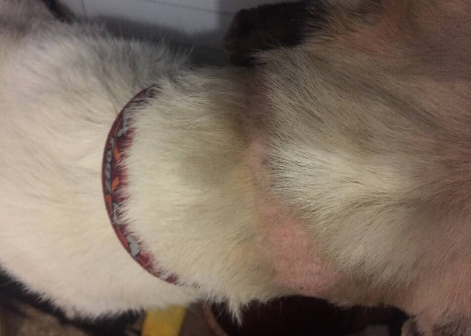 CRUEL TRUTH: Karlo the Wolfhound x Dane was found with marks around his neck from being tied up. Photo: SUPPLIED