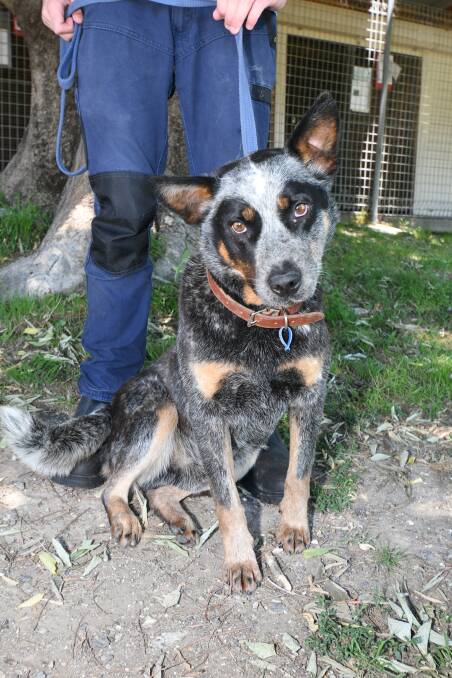 PICK ME: Rocky the four year old Australian Cattle Dog has epilepsy so he needs some love. Photo: CARLA FREEDMAN
