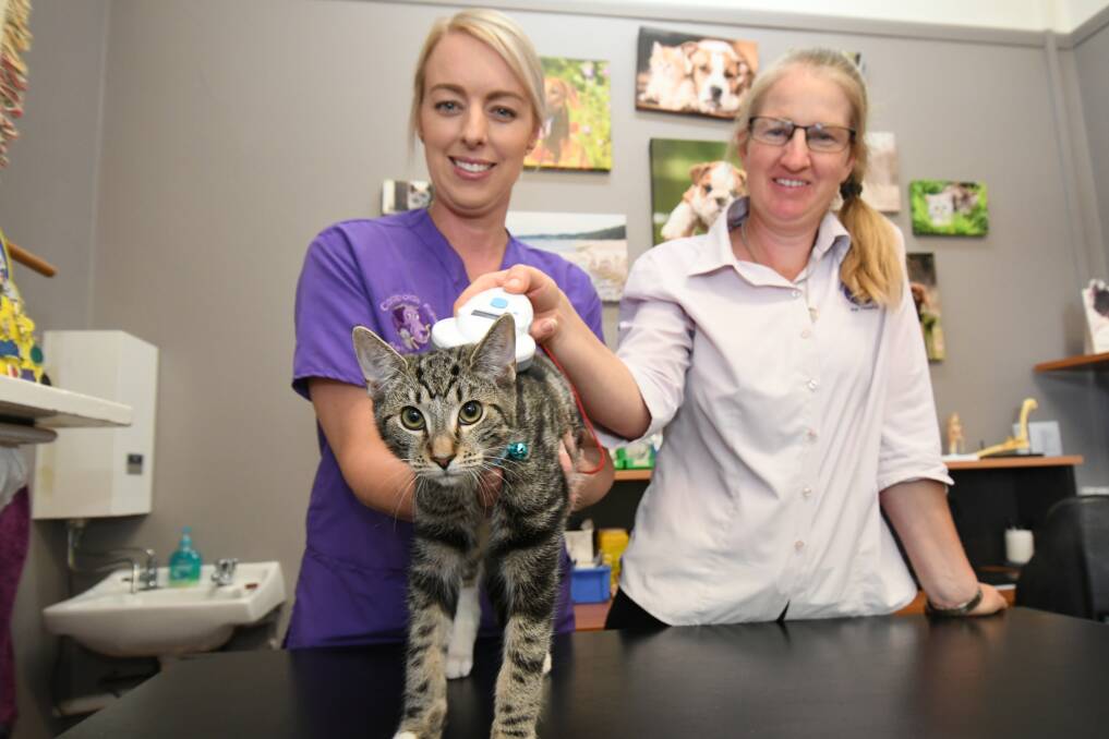 HOMEBOUND: Andy the cat is a firm believer in microchipping as are vet nurses Cass Scurrah and Kylie McDonald. Photo: JUDE KEOGH 0320jkmicro2