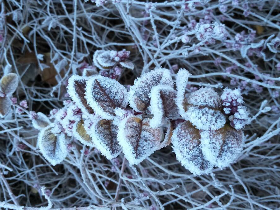 FLOWER FROST: Reader Alex Kinsey's frost photo shows just how cold it got overnight in Orange this July.